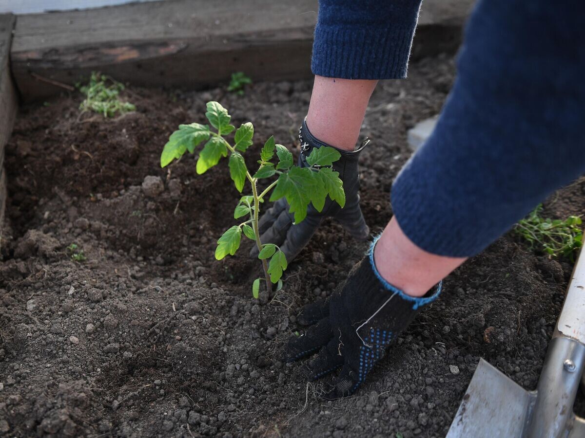    Женщина сажает рассаду томатов на садовом участке © РИА Новости / Екатерина Чеснокова