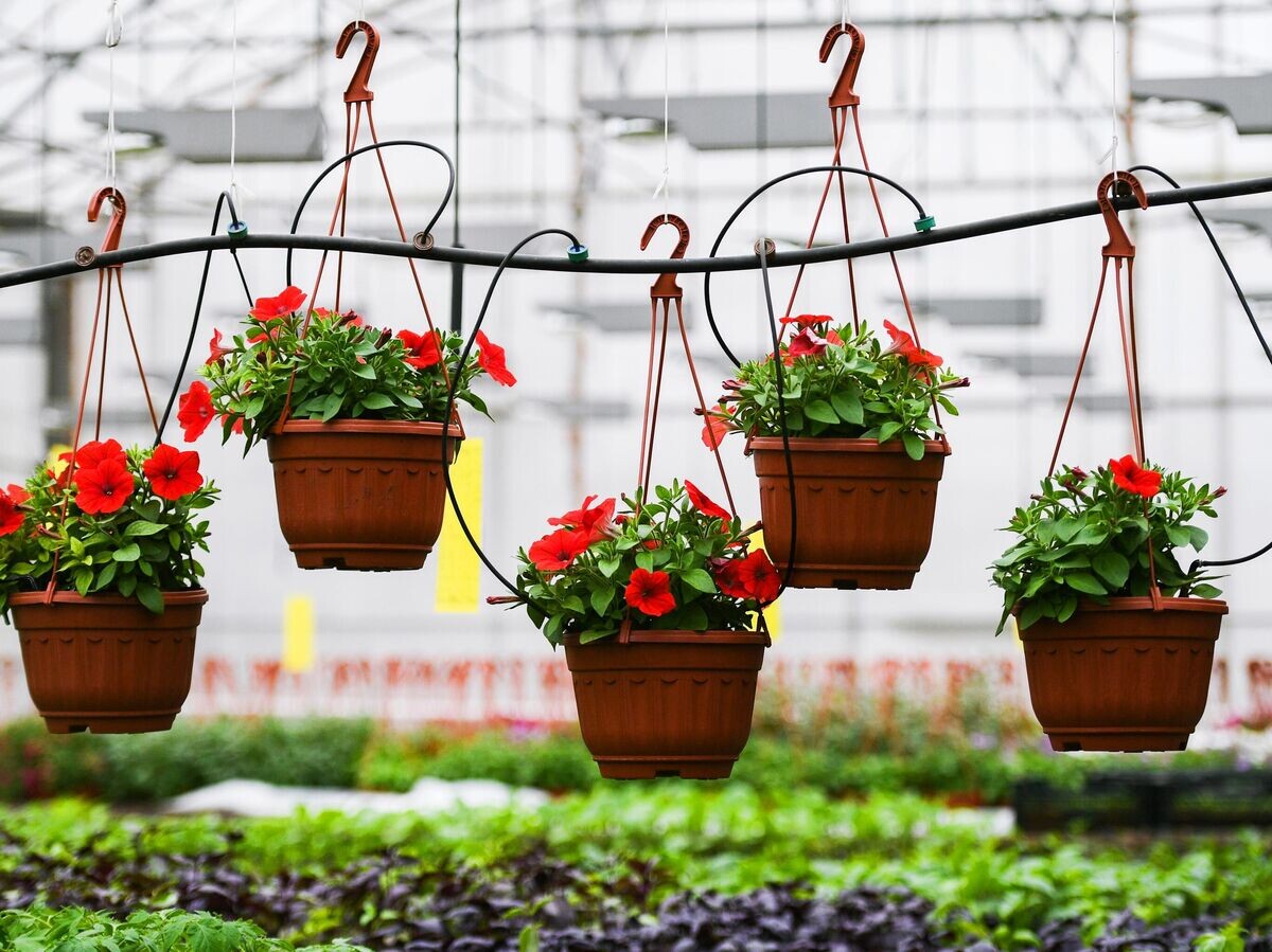    Петунии© РИА Новости / Рамиль Ситдиков