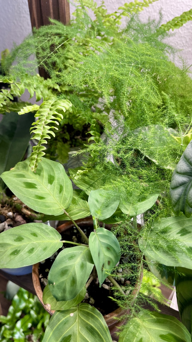 Мои растения до появления желтых листьев. Надо сказать, они желтели, подсыпали и замедлились в росте.