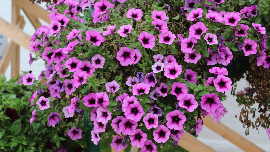 Выращиваю ампельную петунию без проблем за 105 дней. 3 проверенных приема от агронома для получения каскада цветов