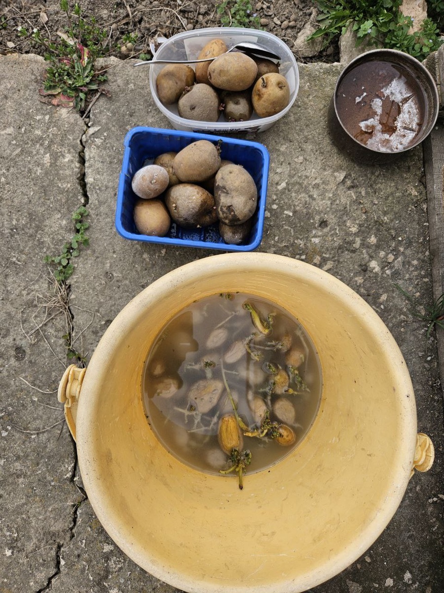 Замоченная в растворе боверии картошка