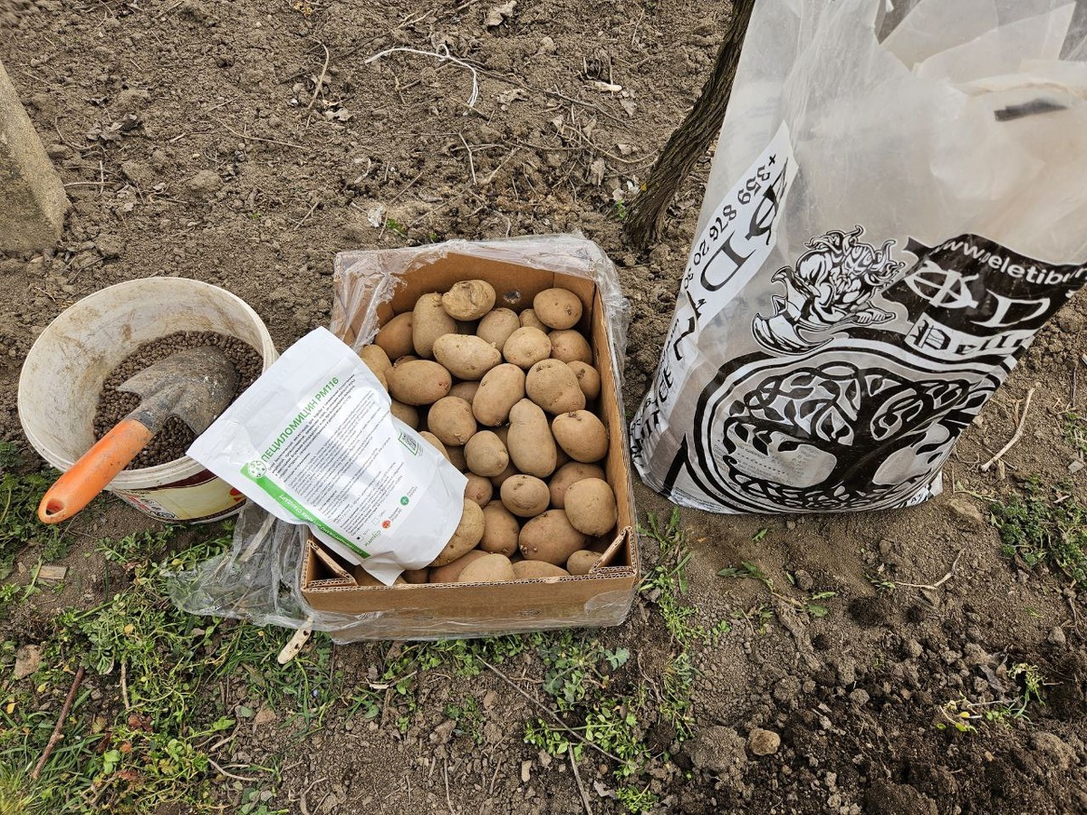 Подготовленные ингредиенты