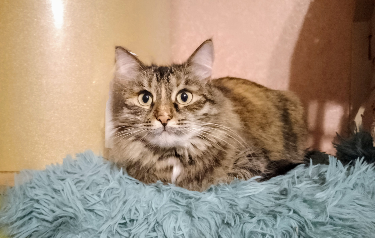 Лиза. Как и большинство кошек на планете Земля, скорее всего носитель короны