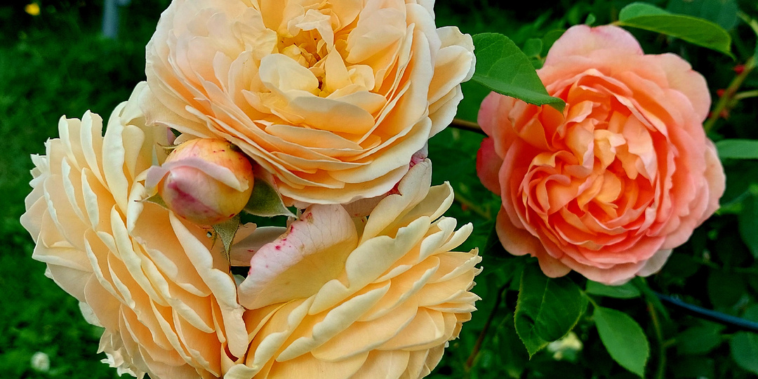 Про базальные побеги роз и про побеги второго порядка