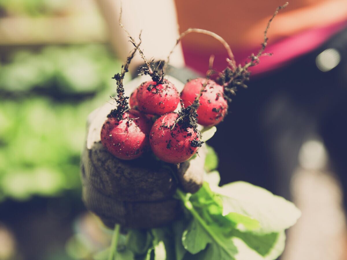    Сбор урожая редиса© Depositphotos.com / markusspiske