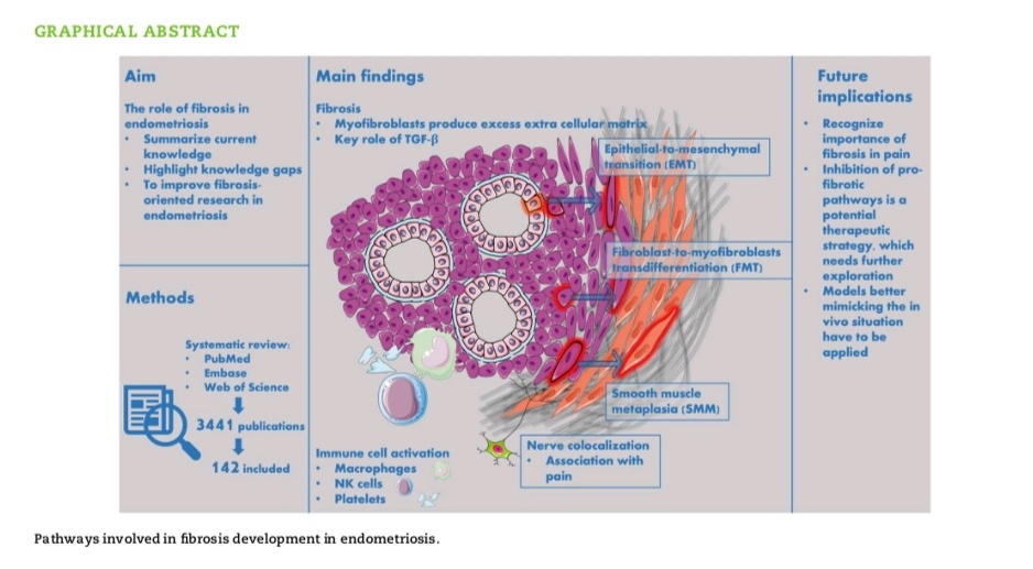Пути, участвующие в развитии фиброза при эндометриозе.