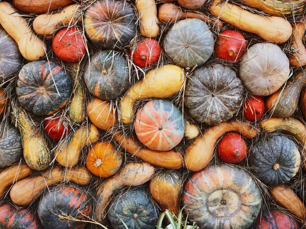    Когда сажать тыкву© РИА Новости / Сергей Пятаков