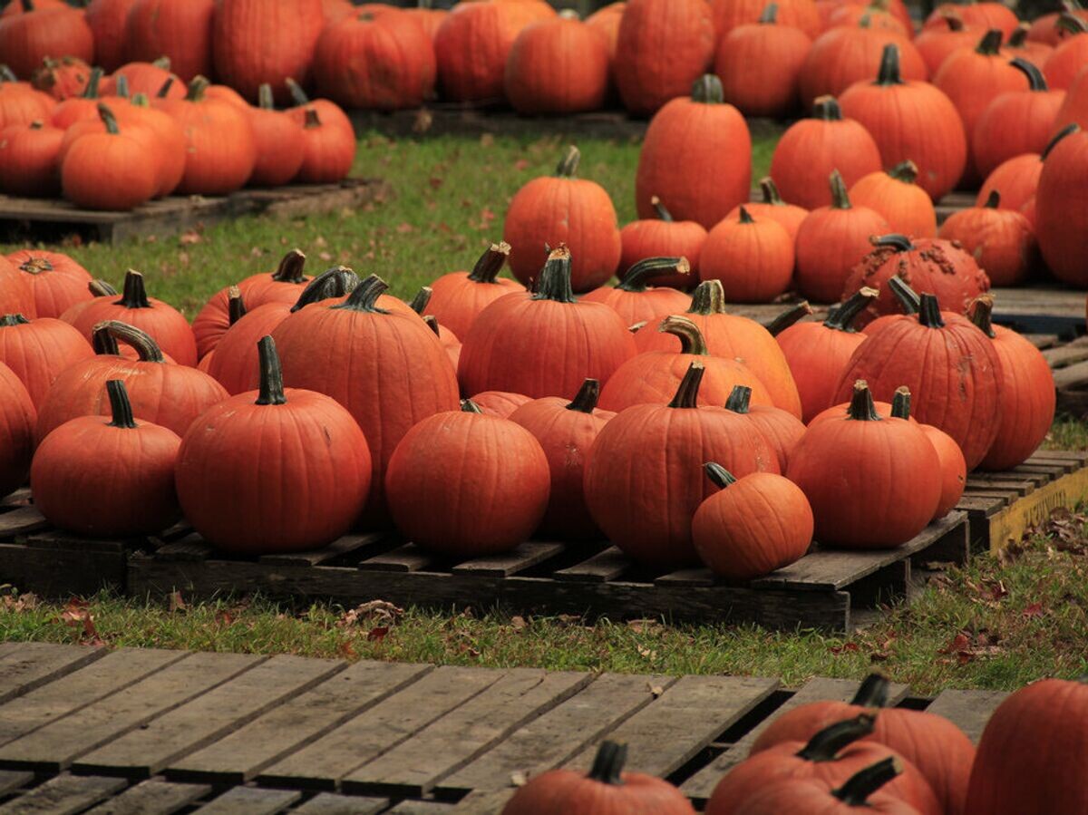    Тыквы© Flickr / Chris Burke