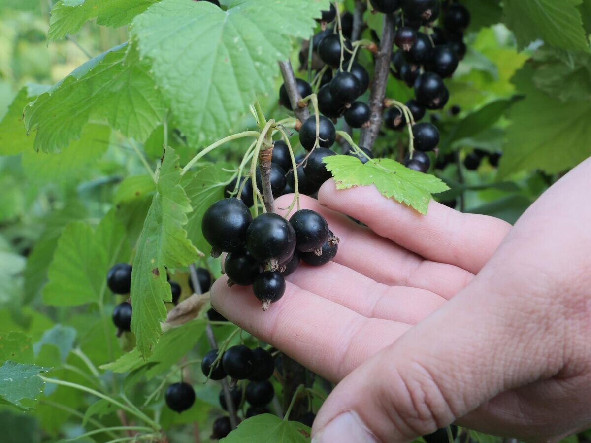    Посадка смородины© РИА Новости / Виталий Белоусов