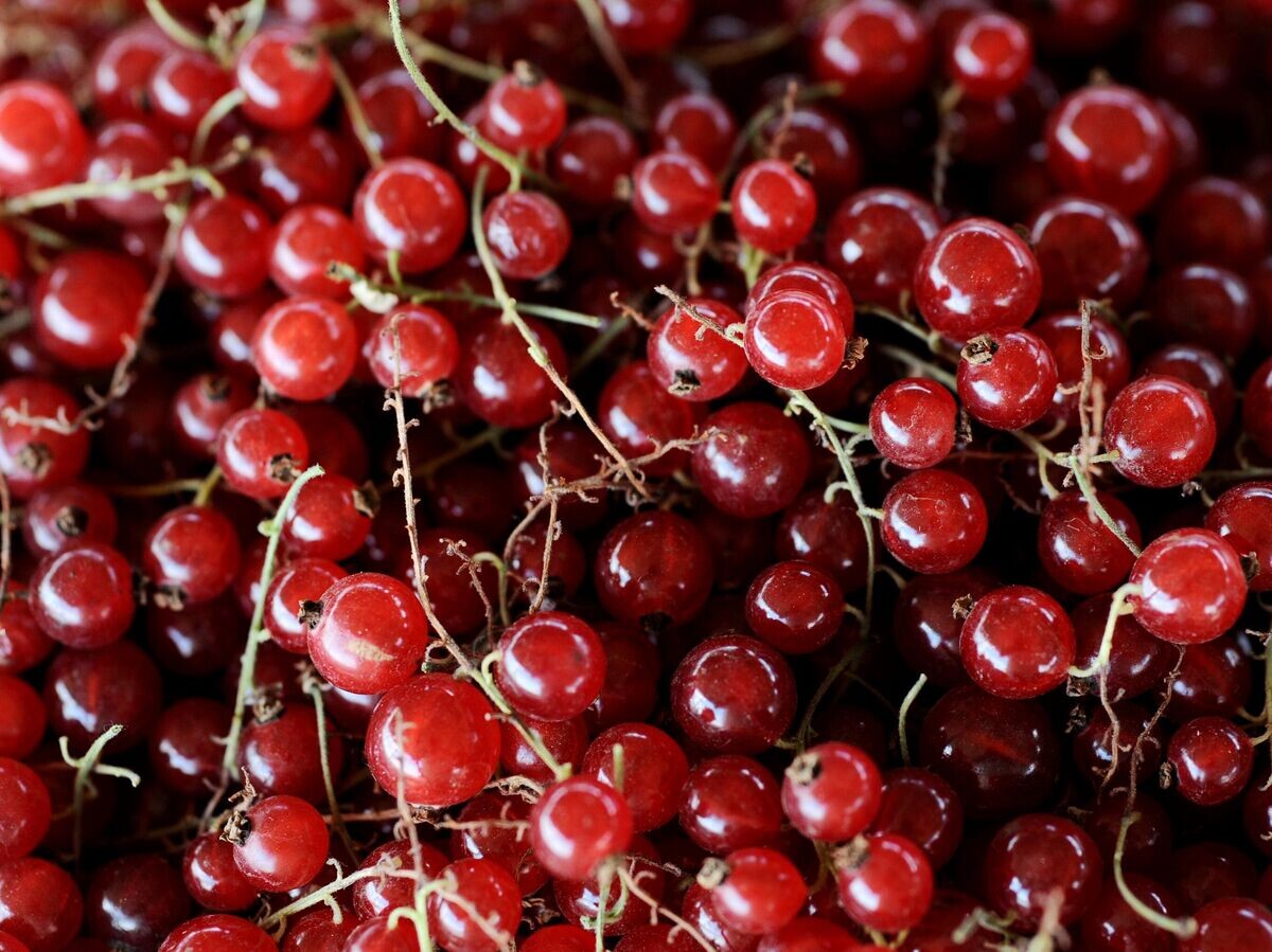    Красная смородина© РИА Новости / Алексей Сухоруков