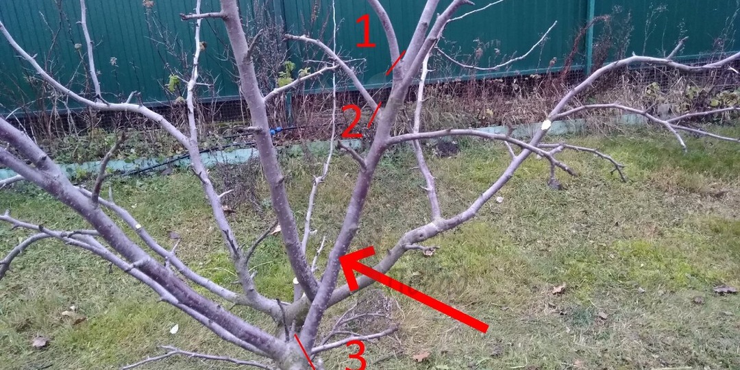 Яблоня: трачу час на весенний уход, потом весь год спокойна