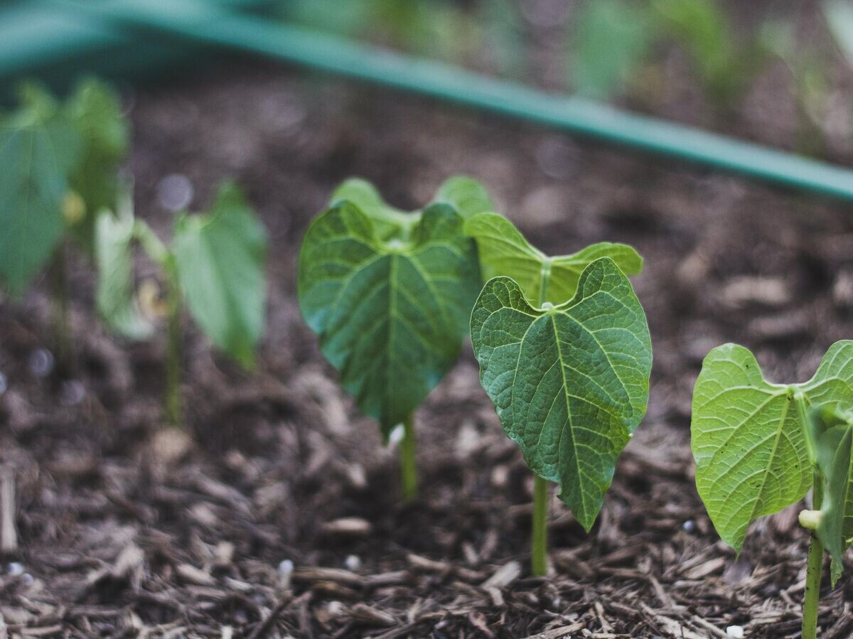    Ростки фасоли© Pixabay / Lisa Marie