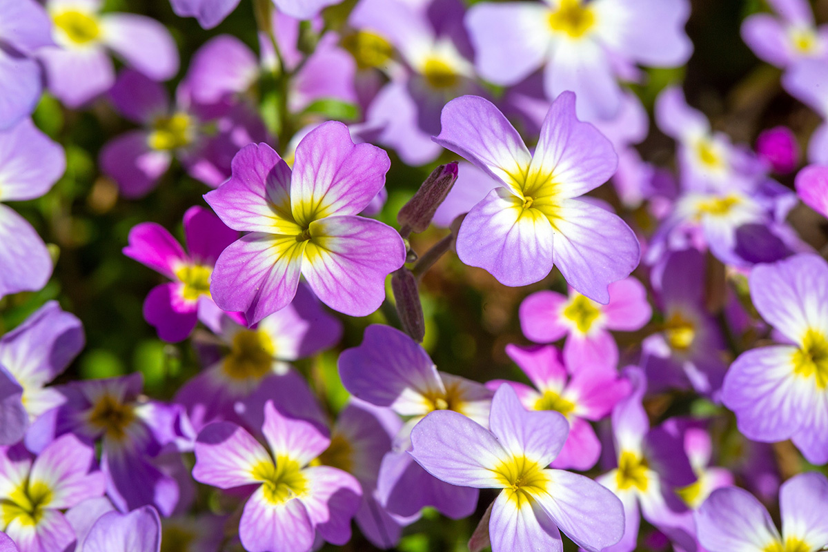 Esin Deniz / Shutterstock / FOTODOM📷Обриета дельтовидная часто используется в альпинариях