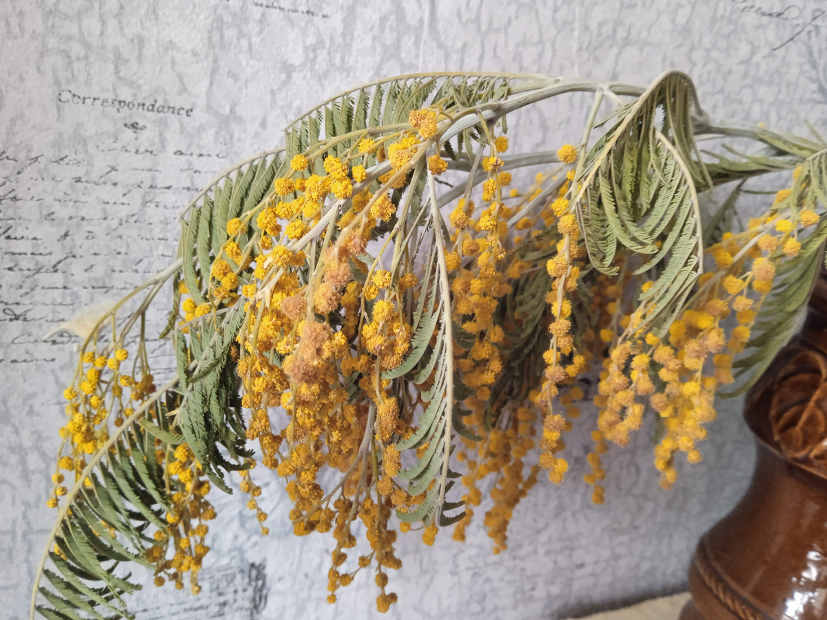 Мартовская мимоза