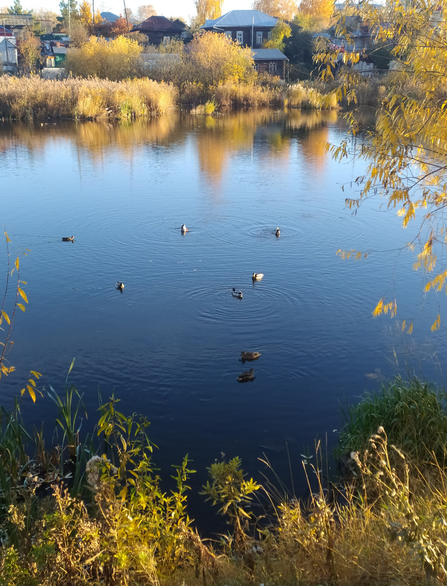 Мою любимый уголок пруда рядом с домом в Тюмени