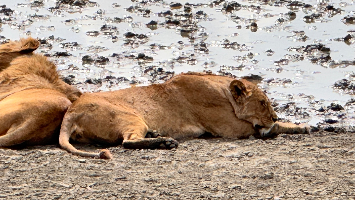 Киса спит, она устала