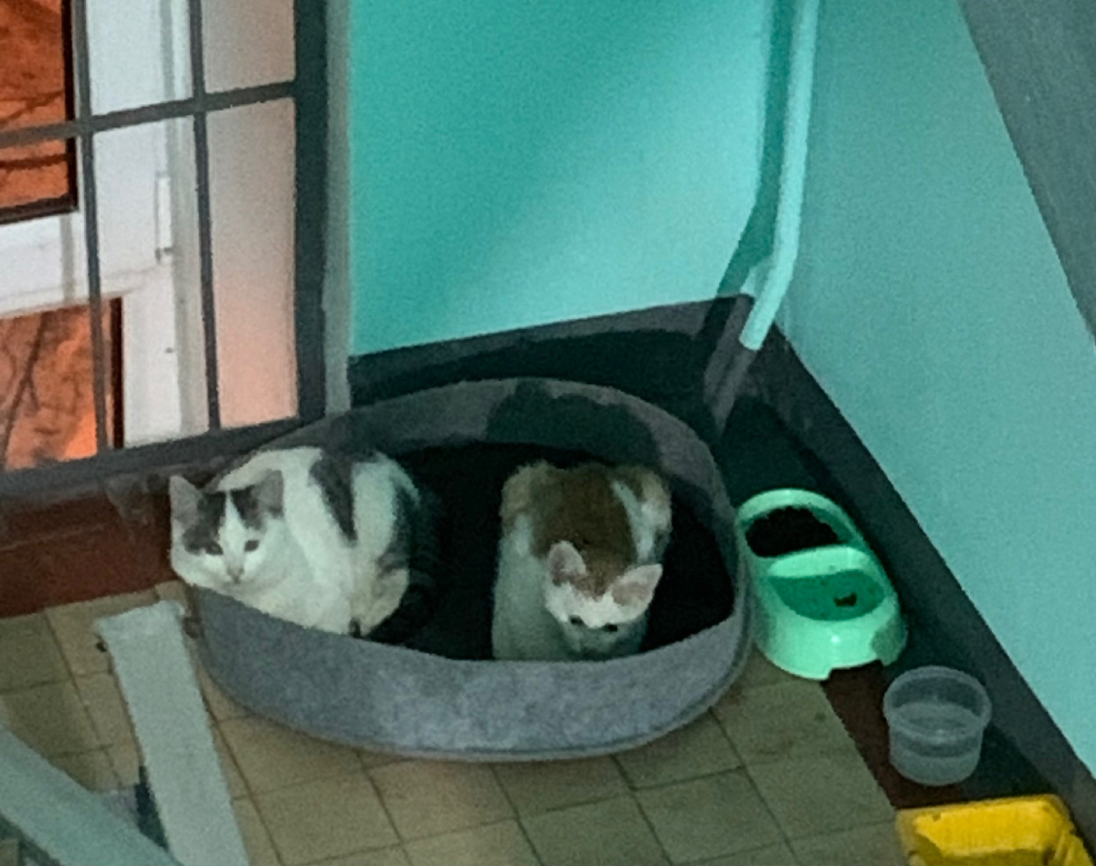 Кыш и Брысь