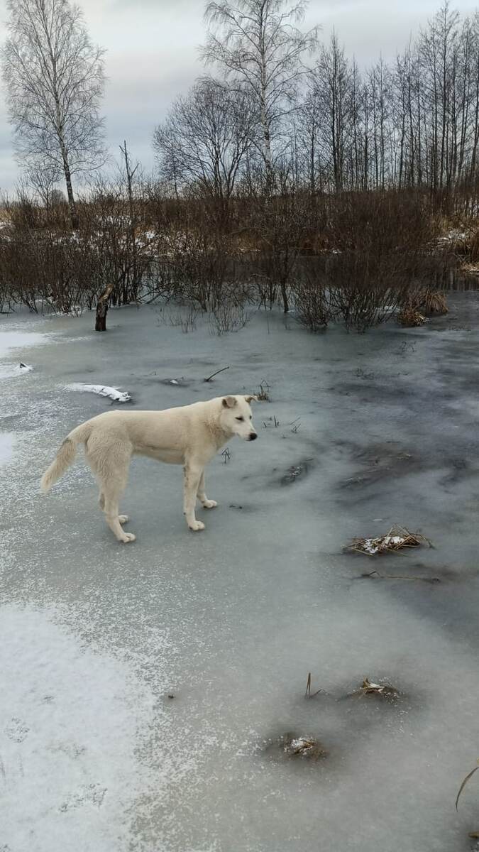 Север шастает по льду