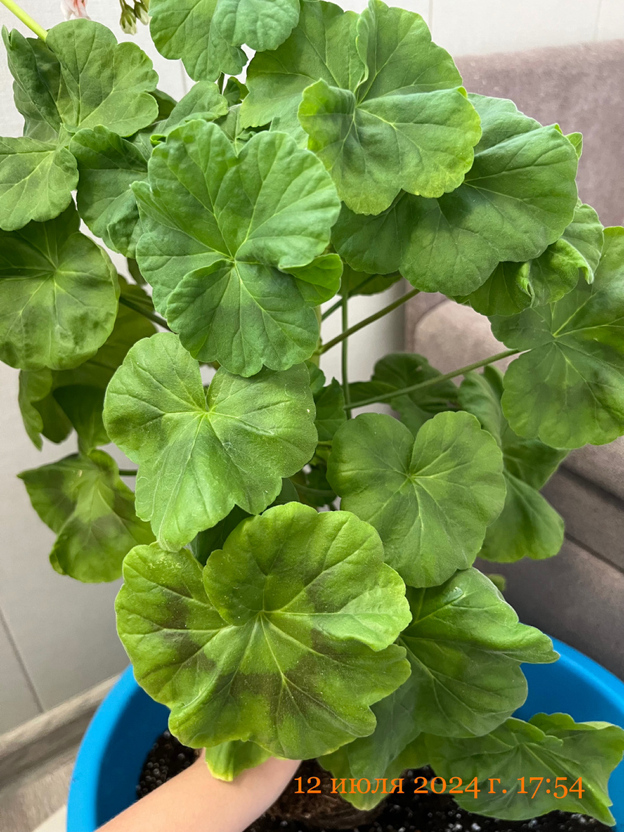 Куст при пересадке