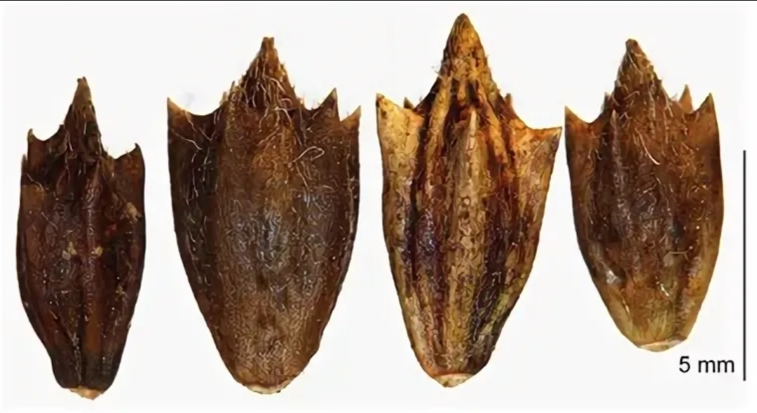 Семена амброзии. 