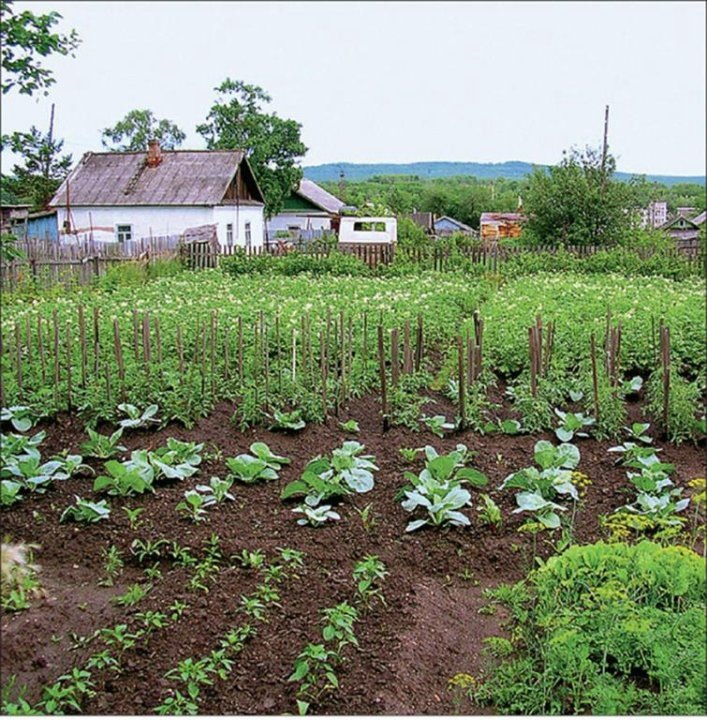 Правообладатель фото: Яндекс Картинки