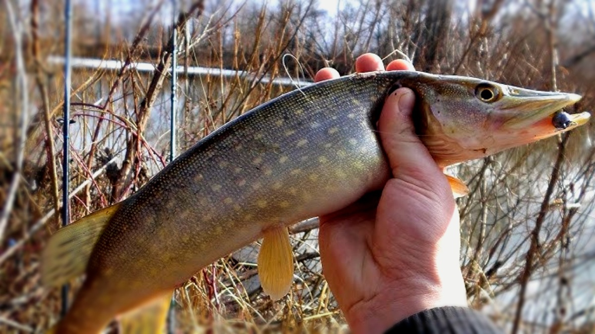 Как поймать щуку за утро в марте