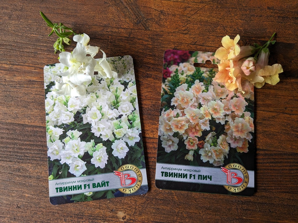 Из каждой упаковки семян взошло всего по одному растению