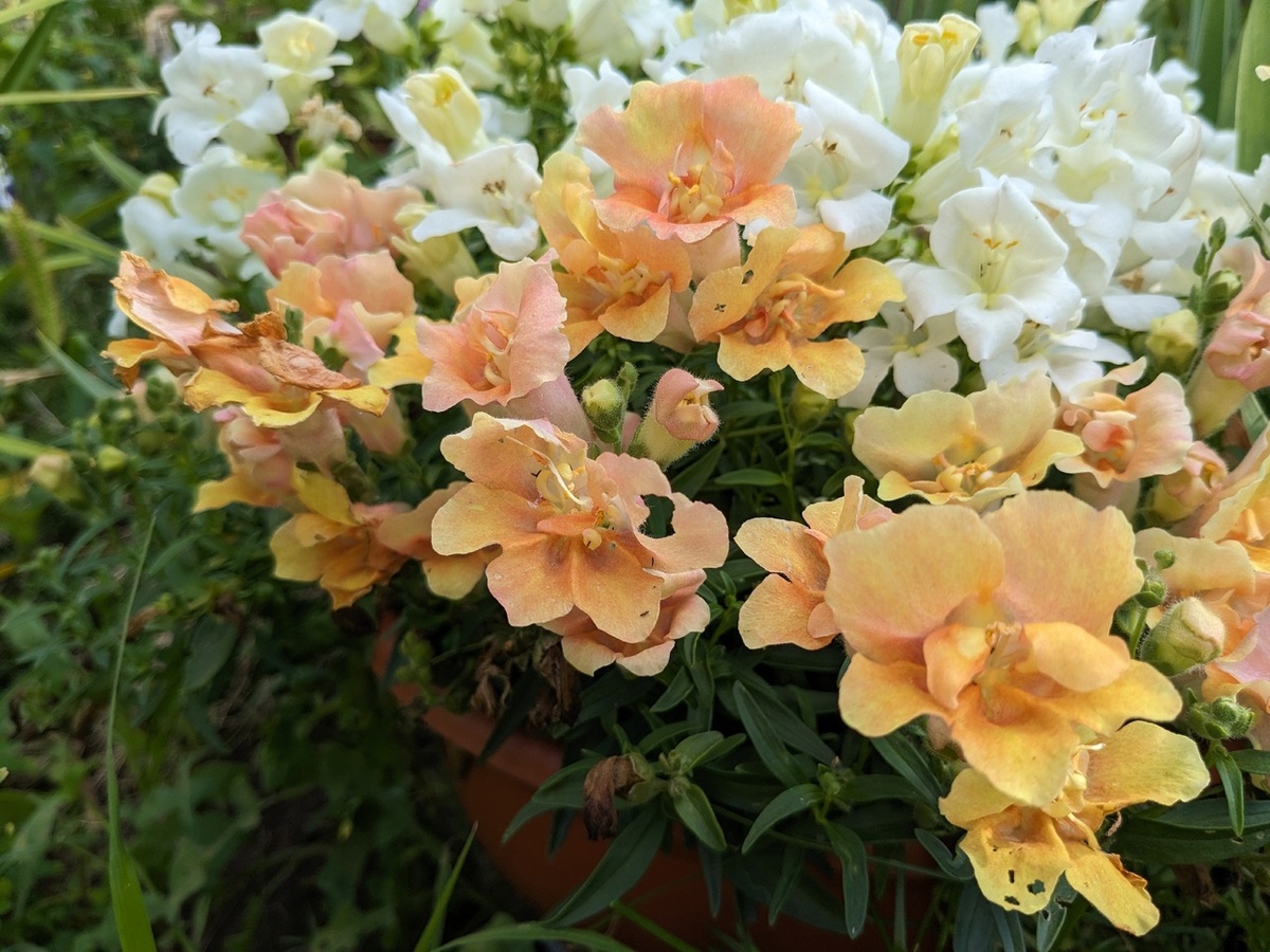 Мой горшок с сортами Twinny White и Twinny Peaсh