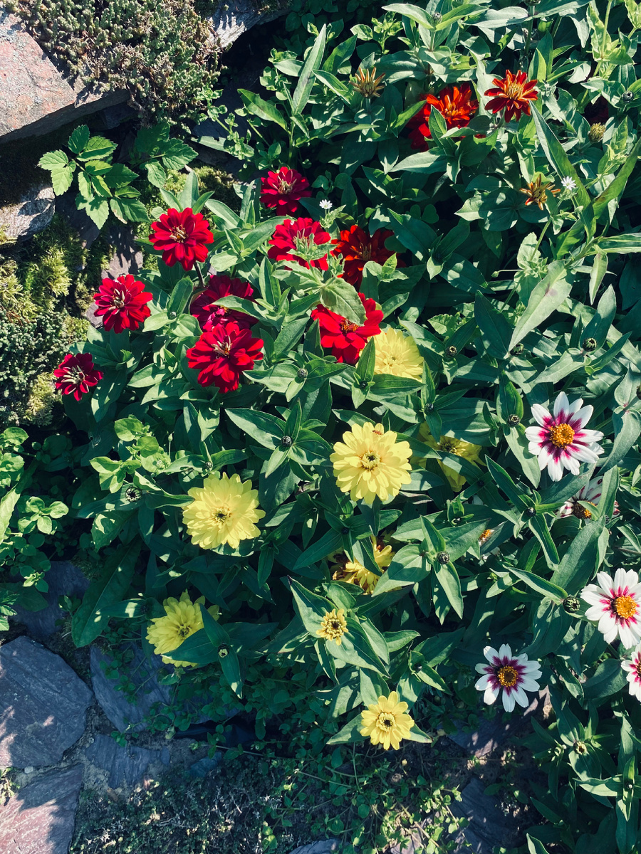 а так цвела у меня на клумбе. Везде фото автора.