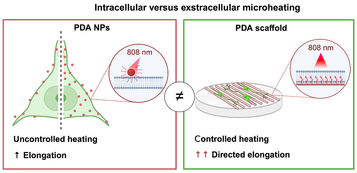 Графический абстракт. Источник: Ольга Антонова