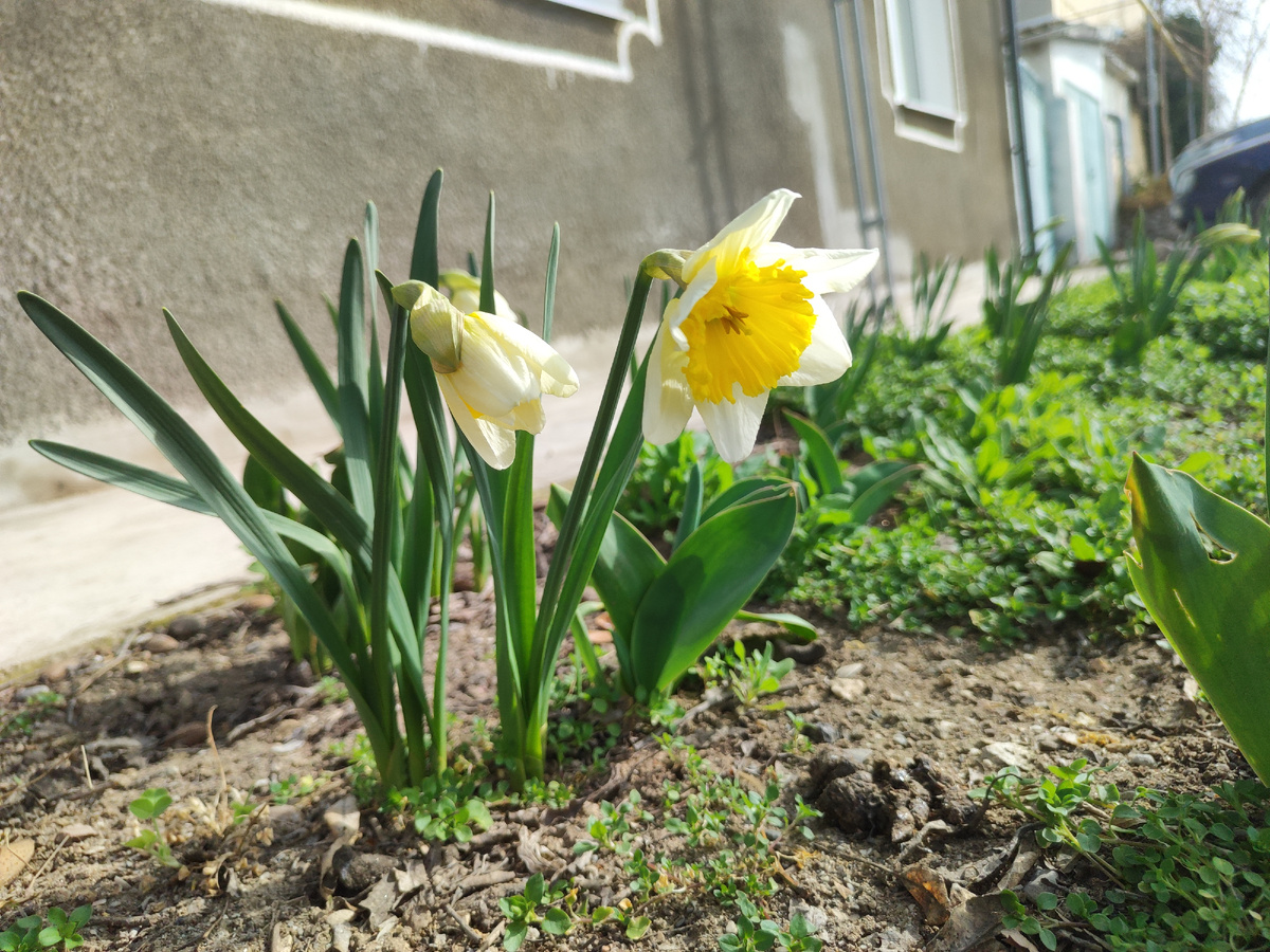 сейас цветут нарциссы
