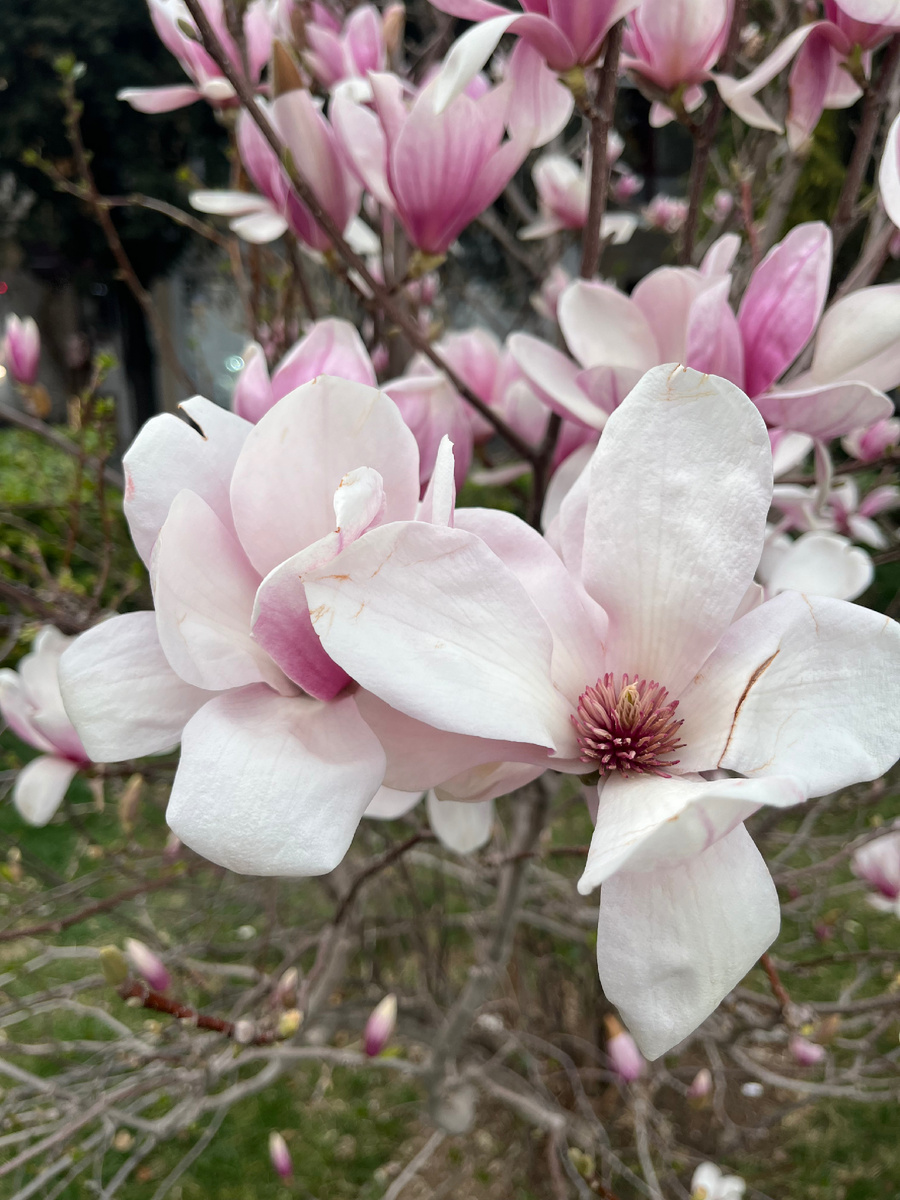 Магнолия. (фото автора)