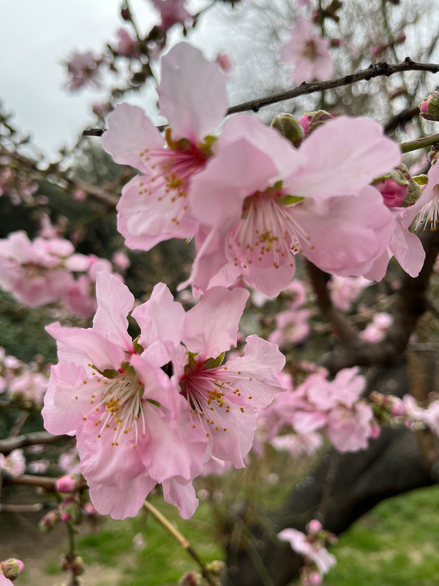 Миндаль обыкновенный (фото автора)
