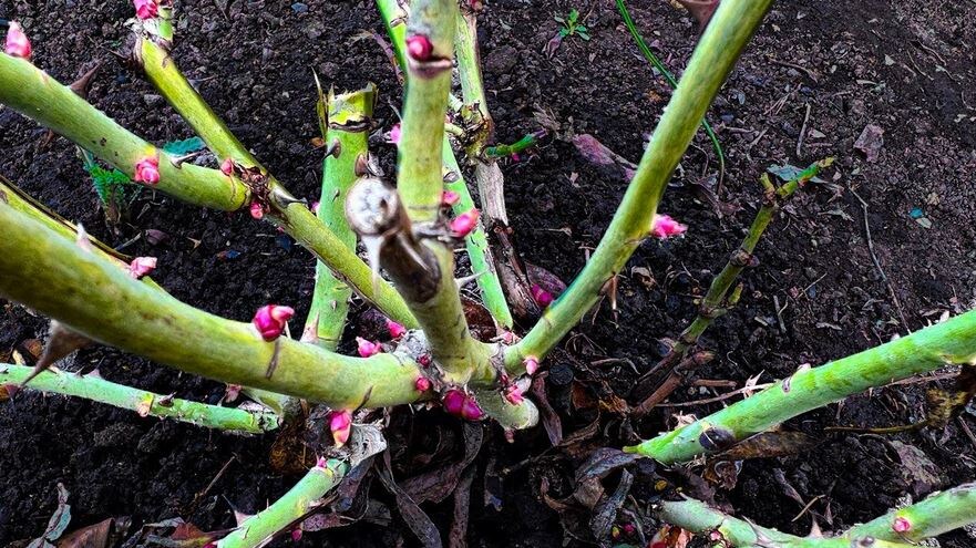Розы не болеют. Вношу весной раствор из аптечной кислоты. Пышное цветение и защита роз обеспечена