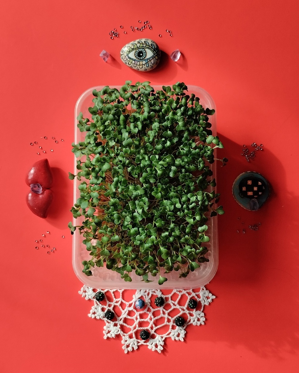 Микрозелень.