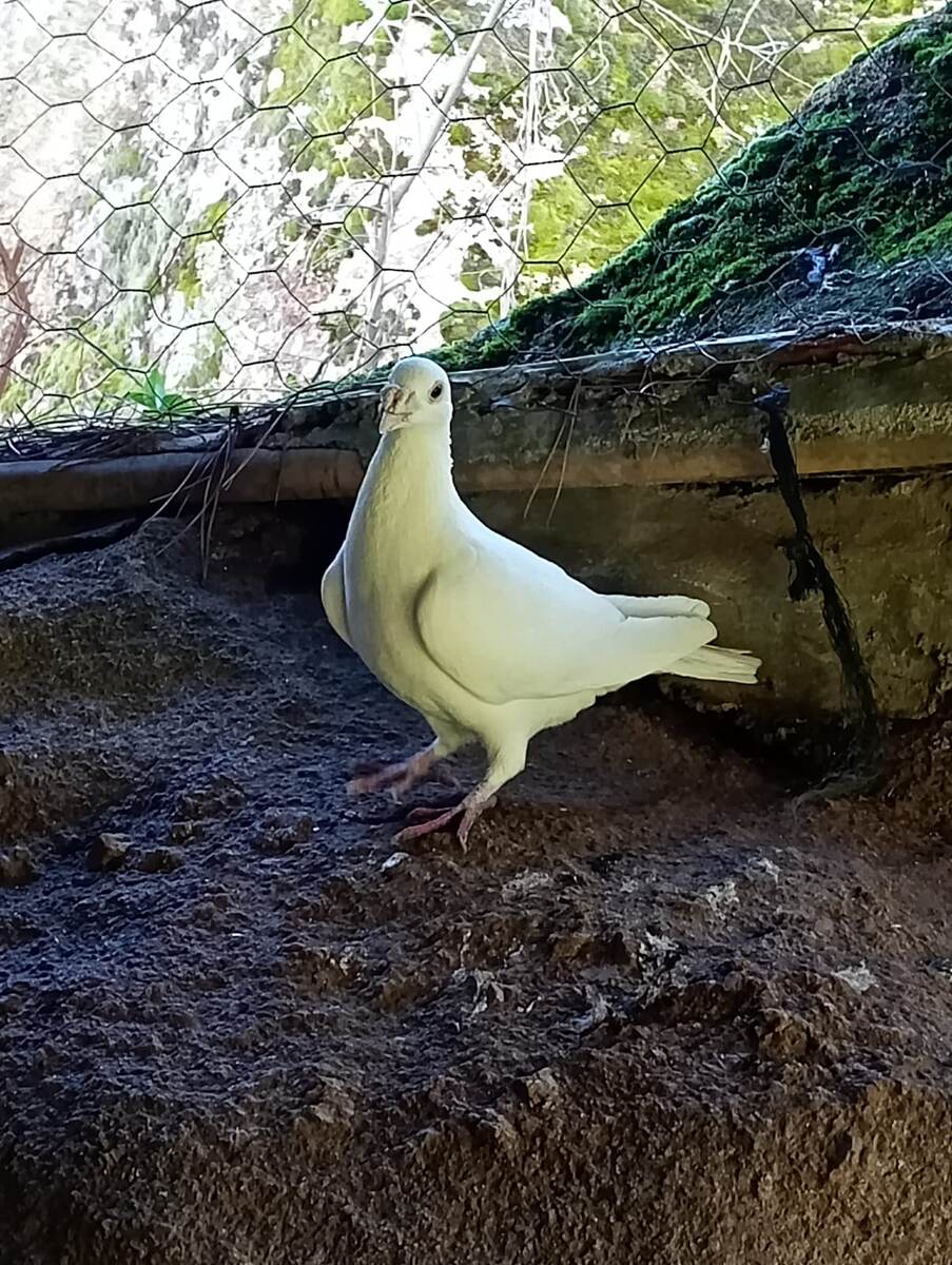 Вот такой красавец. Откуда залетел - неизвестно