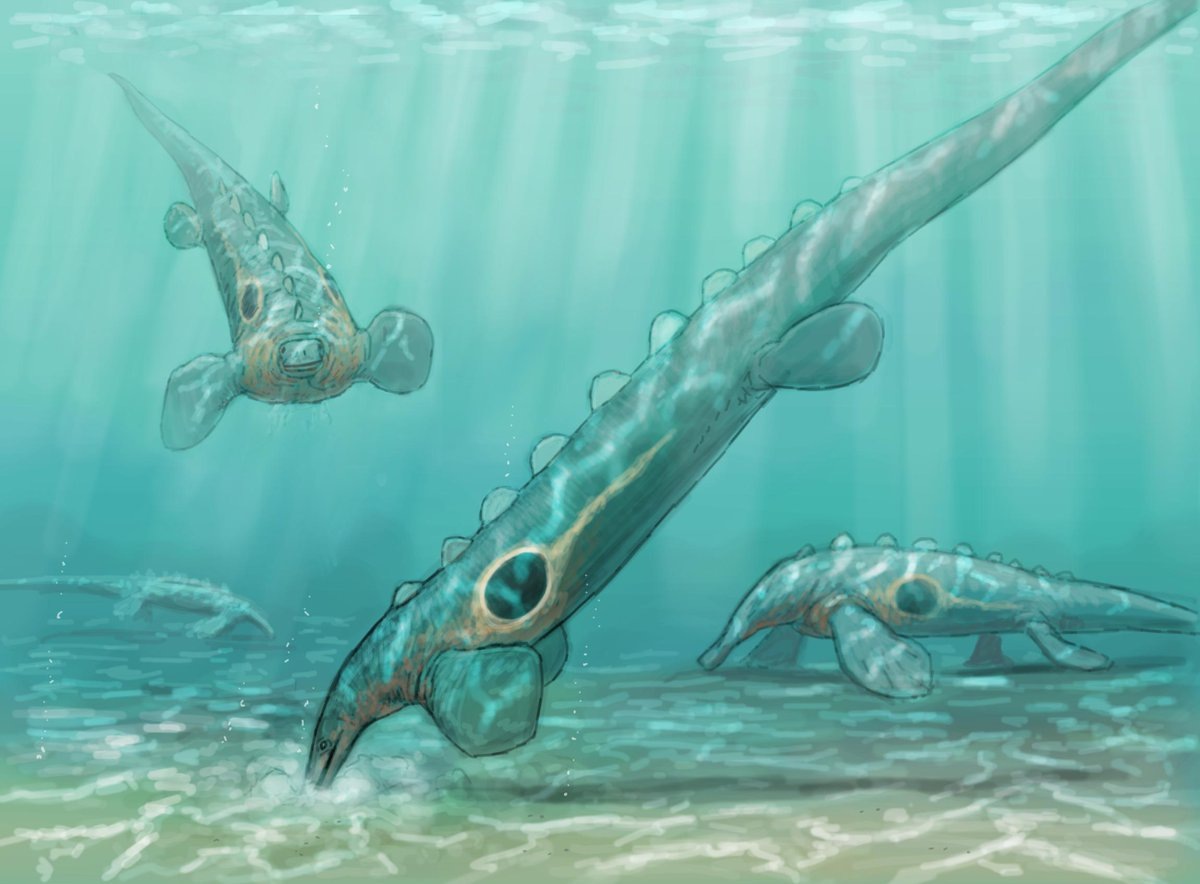 Эретморхиписы плавают и копошатся в иле.