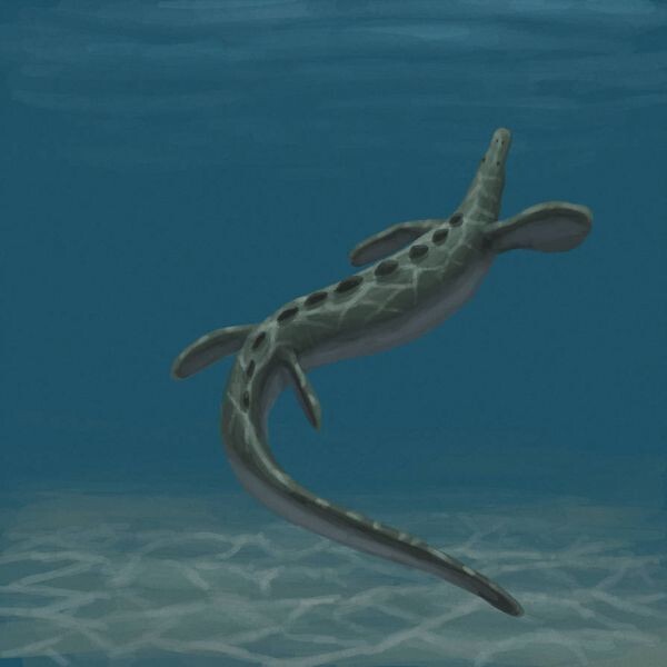 Одинокий эретморхипис.