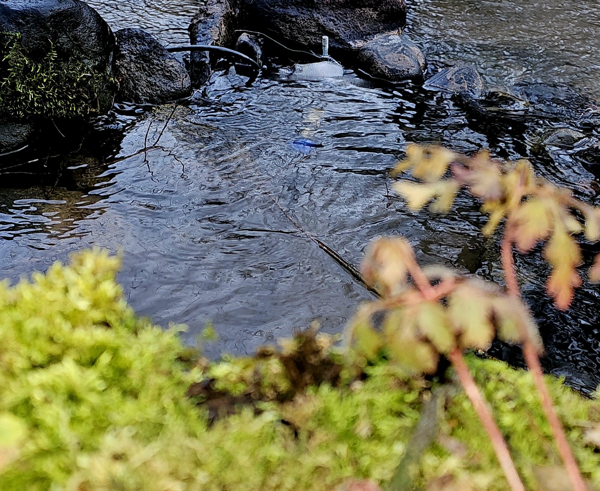 Родниковый ручей.