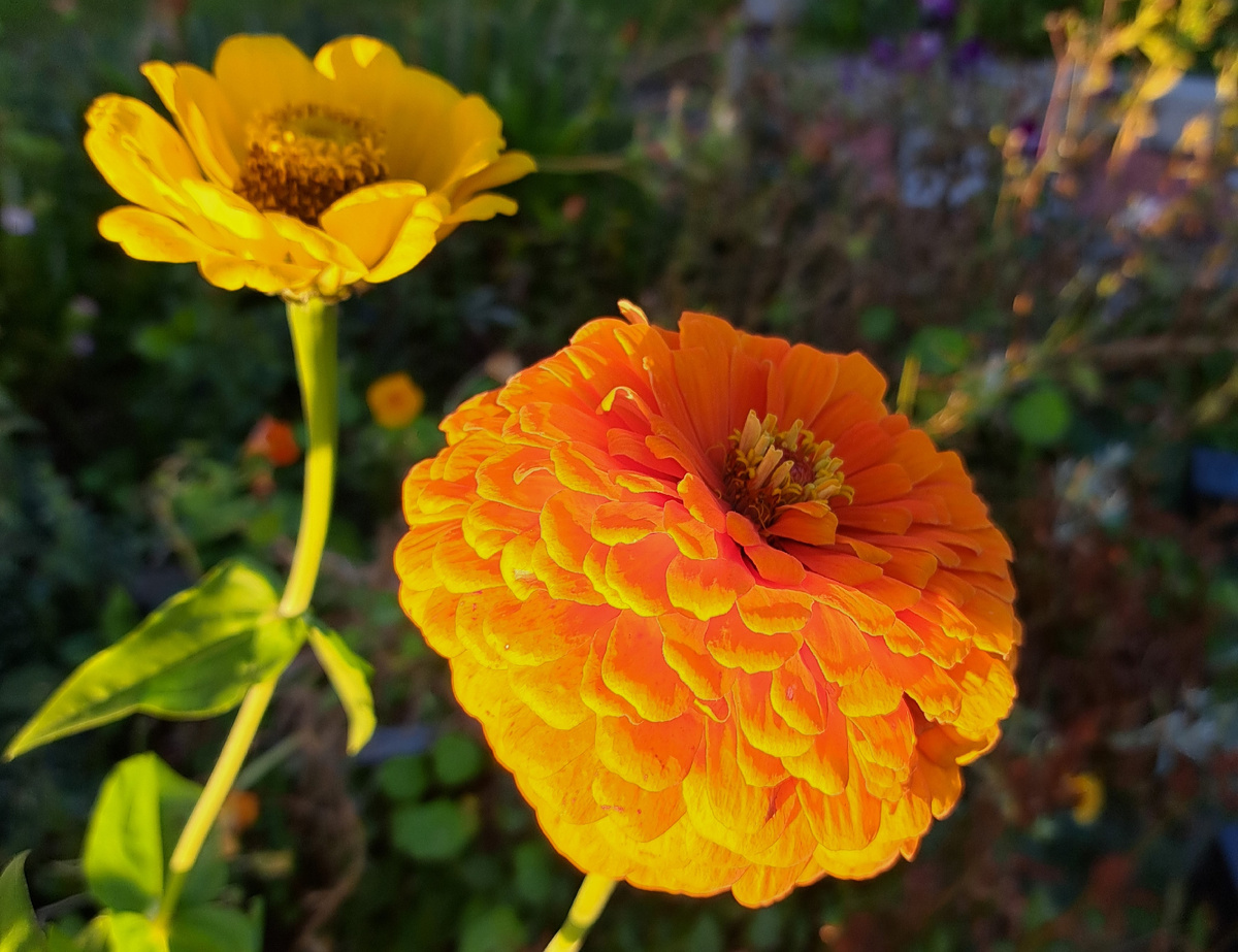 Циннии в саду