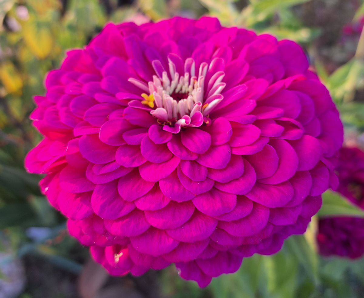 Цветы циннии на дачном участке