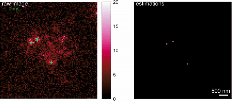 Обнаружение и локализация отдельных молекул NR в конденсате. Слева: оценки положения (зелёные крестики), наложенные на необработанные изображения. Справа: реконструкция, сформированная путём накопления локализаций с течением времени. Каждая обнаруженная отдельная молекула представлена ??в виде красного диска.    
 Источник: DOI: 10.1038/s41567-025-02827-7  📷
