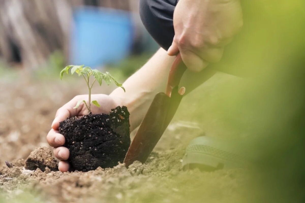    «Сад памяти».