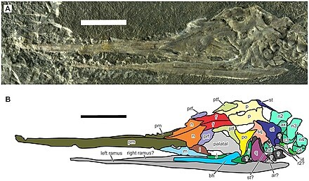 Череп эохупезуха.