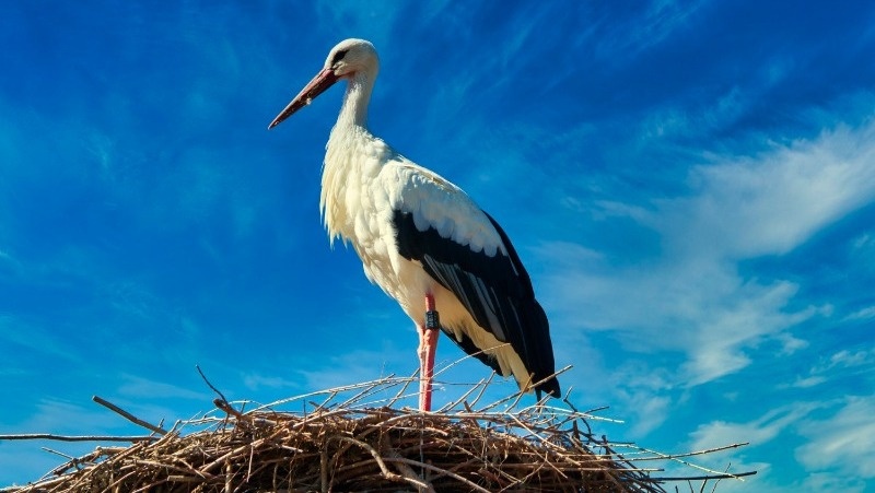 Фото: @bullyphoto / freepik.com