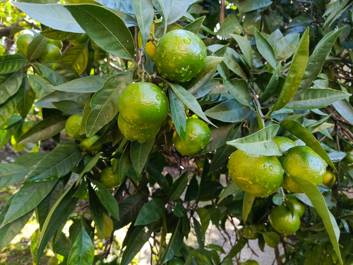 Из личного архива Анжелики Стражковой, Абхазия, 2024