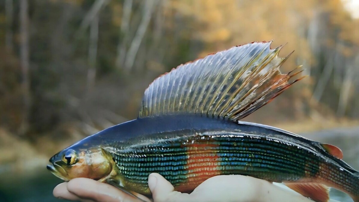     Источник: Пресс-служба заповедника «Буреинский»