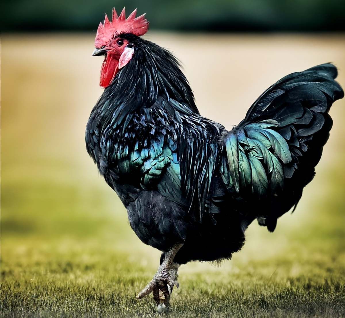 на фото петух, породы кур барбезье