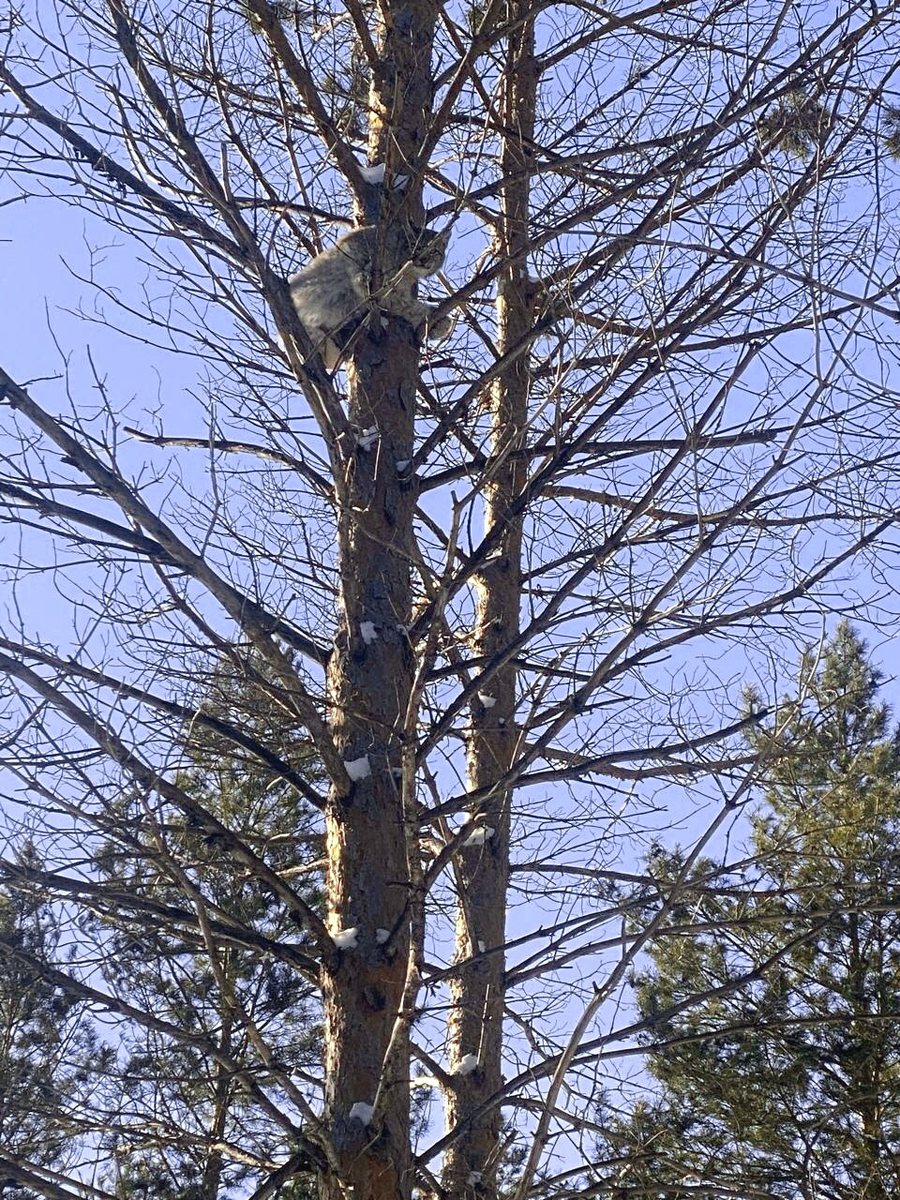    Фото: группа «Управление по охране животного мира» во «ВКонтакте»