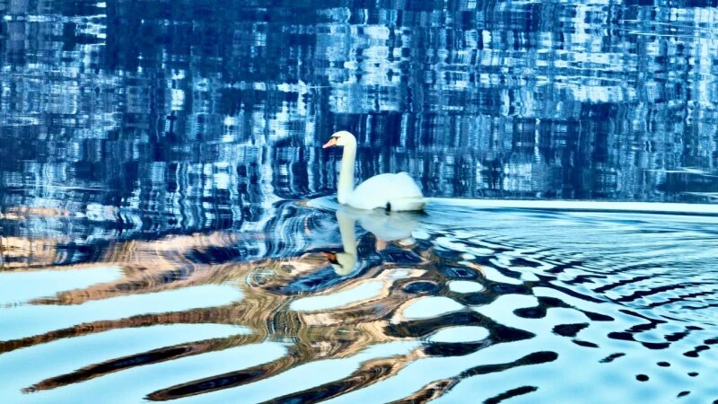     Лебедь-шипун на Телецком озере. Роман Воробьев и Татьяна Клименко